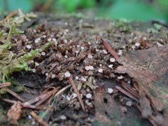 Roseodiscus subcarneus