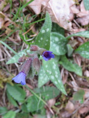 Pulmonaria longifolia