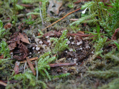 Roseodiscus subcarneus