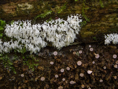 Roseodiscus subcarneus