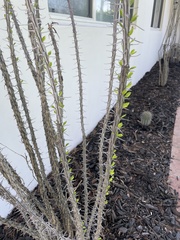 Fouquieria splendens