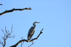 Ardea cinerea
