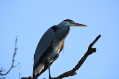 Ardea cinerea