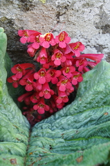 Streptocarpus dunnii