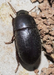 Crypticus gibbulus
