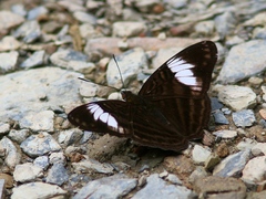 Adelpha ethelda