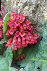 Streptocarpus dunnii