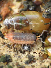 Porcellionides rufocinctus