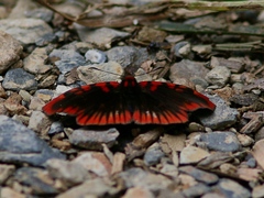 Haemactis sanguinalis