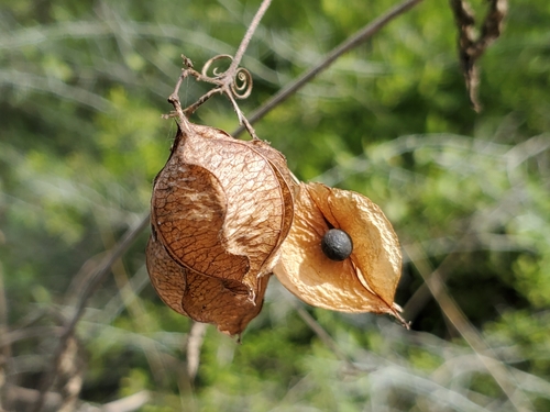 Cardiospermum grandiflorum