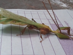 Phylliidae