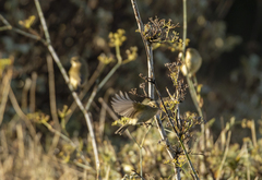 Phylloscopus collybita