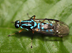 Raphiocera armata