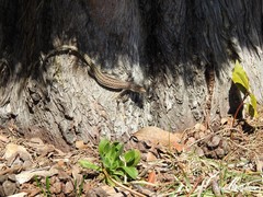 Podarcis guadarramae