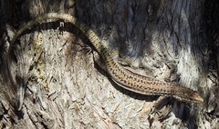 Podarcis guadarramae