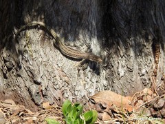 Podarcis guadarramae