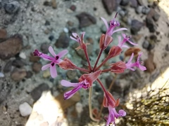 Pelargonium triphyllum