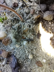 Pelargonium triphyllum