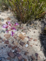 Pelargonium triphyllum