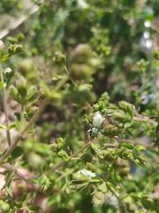 Naupactus auripes