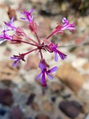 Pelargonium triphyllum