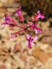 Pelargonium triphyllum
