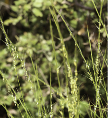 Achnatherum bromoides