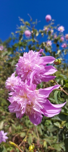 Image of Dahlia pinnata by no rights reserved