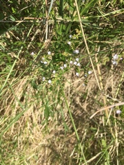 Verbena montevidensis