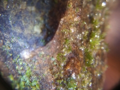 Fissidens ovatifolius