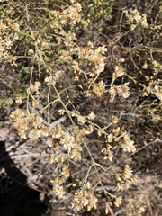 Pseudognaphalium ramosissimum