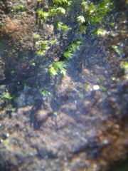 Fissidens ovatifolius