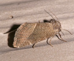 Plagiomimicus spumosum