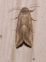 Plagiomimicus spumosum