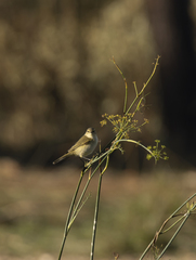 Phylloscopus collybita