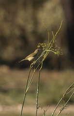 Phylloscopus collybita