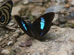 Diaethria euclides