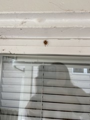 Araneus diadematus