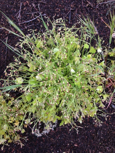 Oxalis laxa