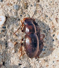 Ectromopsis mendizabali