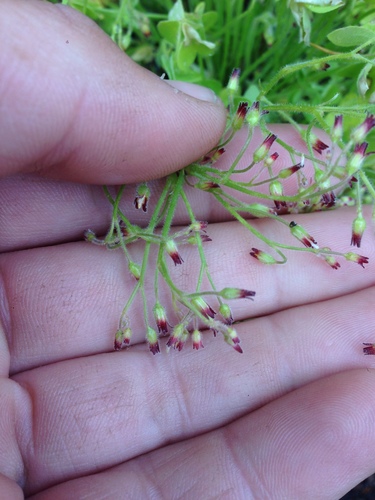 Oxalis laxa, photograph 1