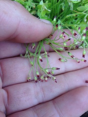 Oxalis laxa, photograph Adam J. Searcy, CC BY, iNaturalist via GBIF