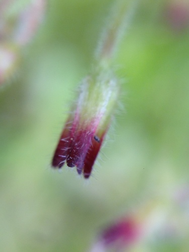 Oxalis laxa, photograph 2