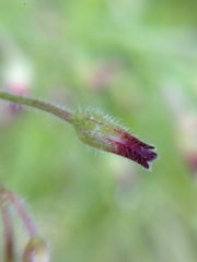 Oxalis laxa, photograph Adam J. Searcy, CC BY, iNaturalist via GBIF