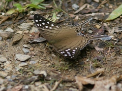Marpesia merops