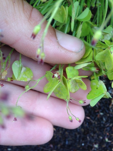 Oxalis laxa, photograph 4