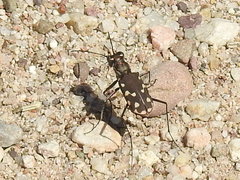 Cicindela sedecimpunctata