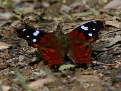 Hypanartia trimaculata