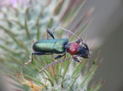 Cartallum ebulinum