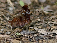 Hypanartia trimaculata